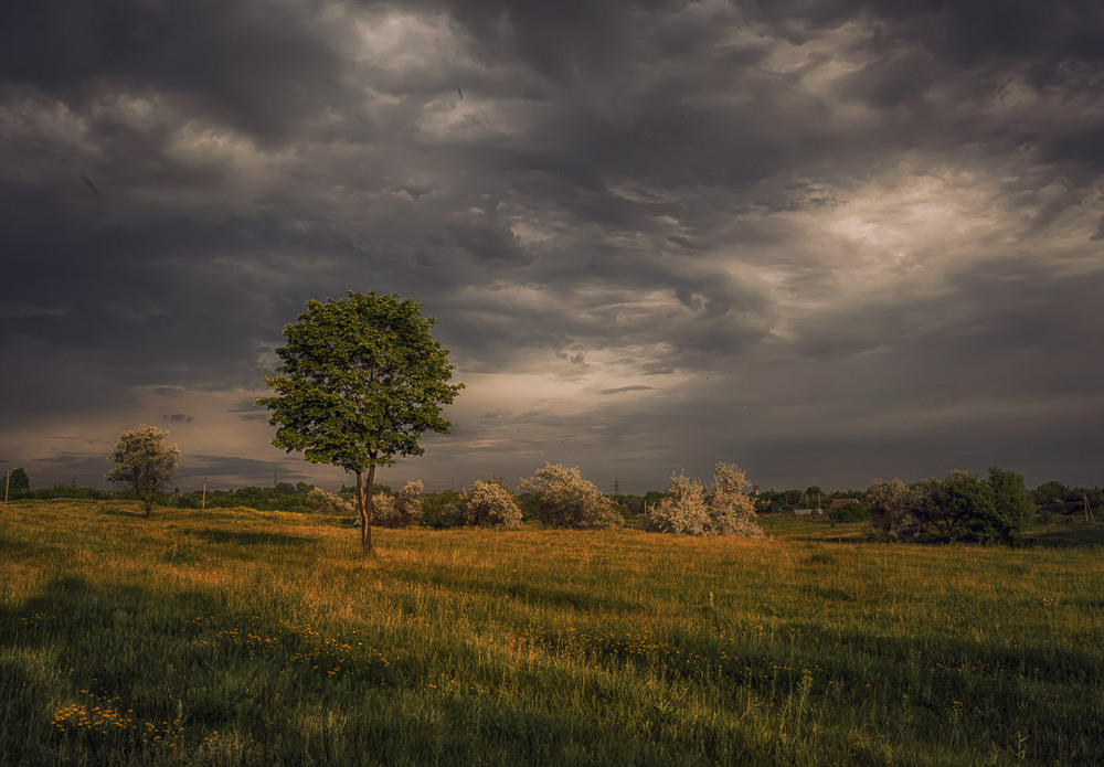 Фотографія Дерево... / Berg Master / photographers.ua