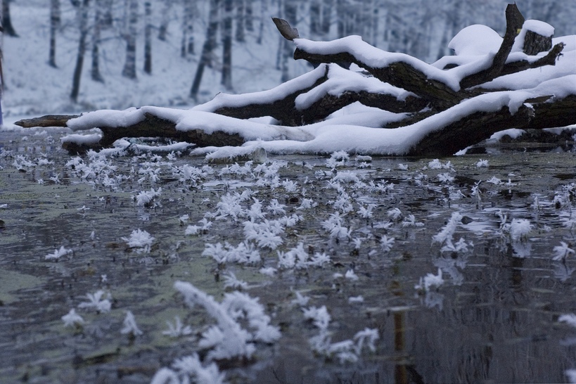 Фотографія Снежные цветы / Alex Nes / photographers.ua