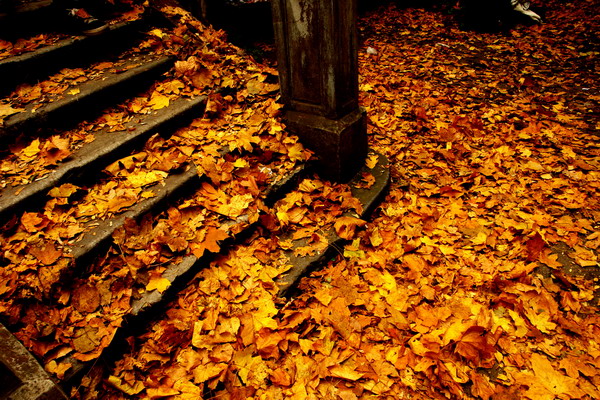 Фотографія fallen leaves / Alice Zabolotnaya / photographers.ua