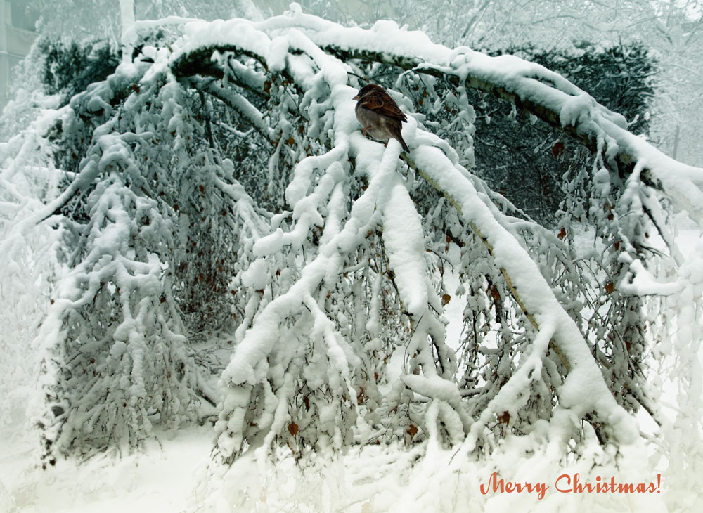 Фотографія Рождественская сказка / Ксения Курьянова / photographers.ua