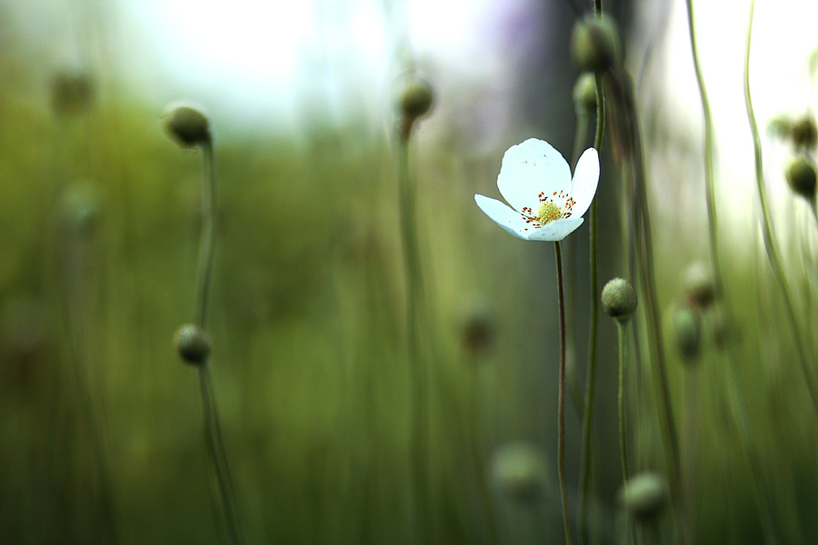 Фотографія Only white flower / Igor Khobta / photographers.ua