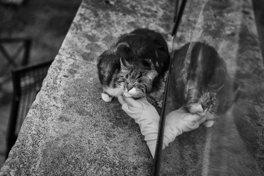 Фотографія Romam cats:) / Pavlo Chernikov / photographers.ua