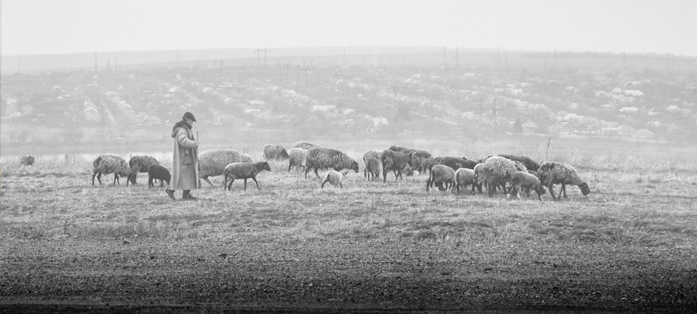 Фотографія Пастух, ведущий отару в тумане / Andrii Parakhin / photographers.ua
