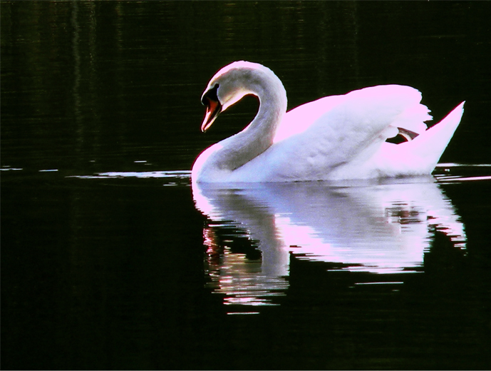 Фотографія Cygnus olor / Gann / photographers.ua
