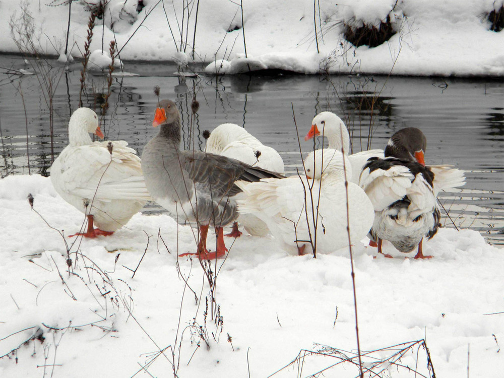 Фотографія зябко / Gann / photographers.ua