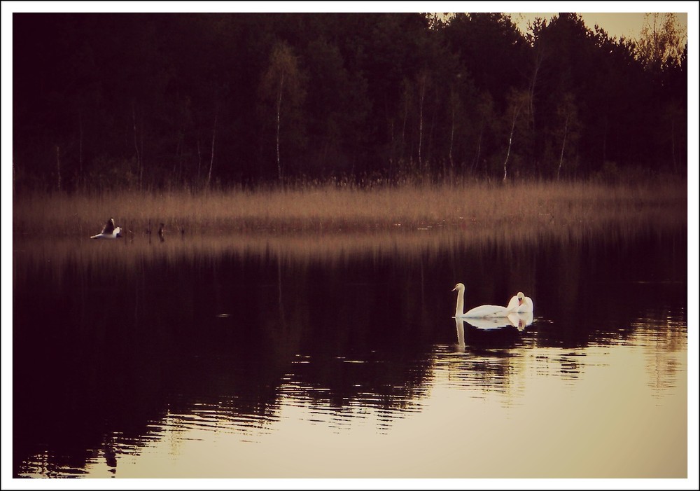 Фотографія тиха вода / Gann / photographers.ua