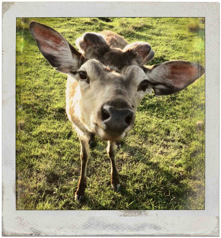 Фотографія Привіт Санті / Gann / photographers.ua