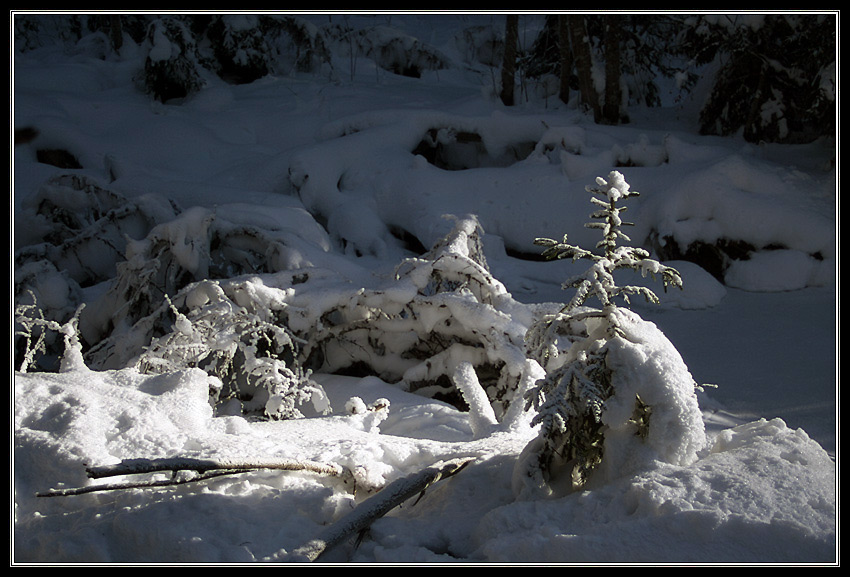 Фотографія прогулянки зимовим лісом / Катерина Івченко / photographers.ua