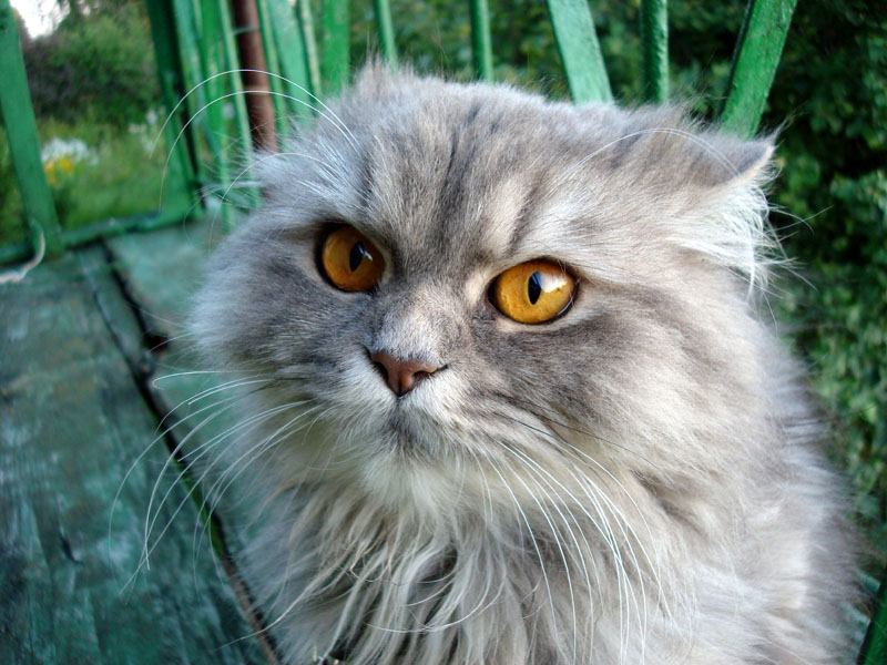 Фотографія Hello, kitty! / v Pankevich / photographers.ua