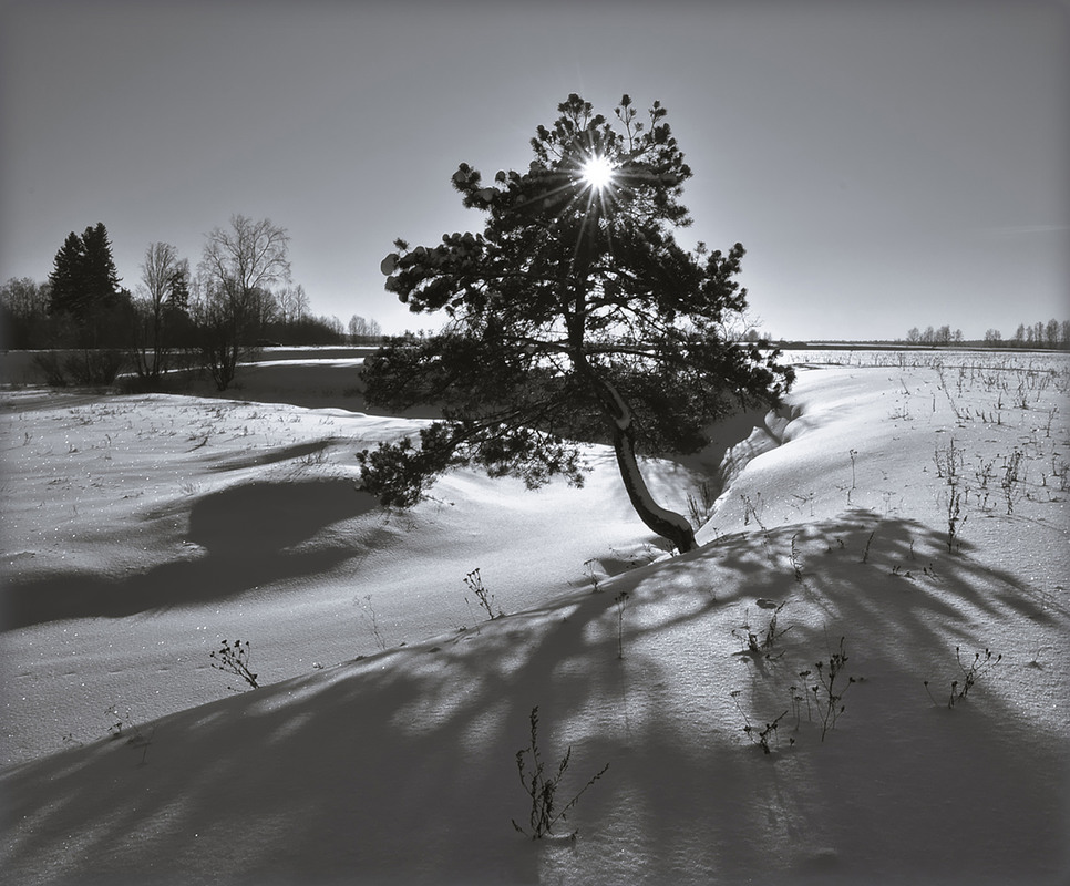 Фотографія В тенёк, от холодного солнца... / Александр Баев (BAEv72) / photographers.ua