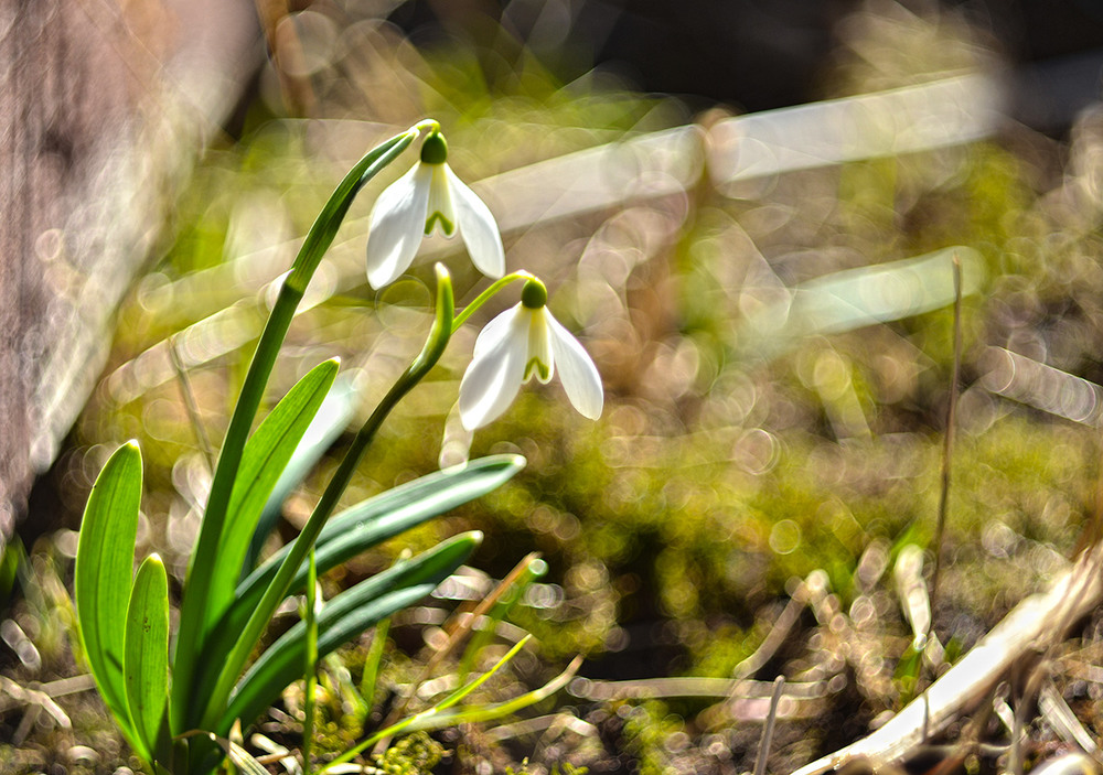 Фотографія Макро / Marija Ilkiv / photographers.ua