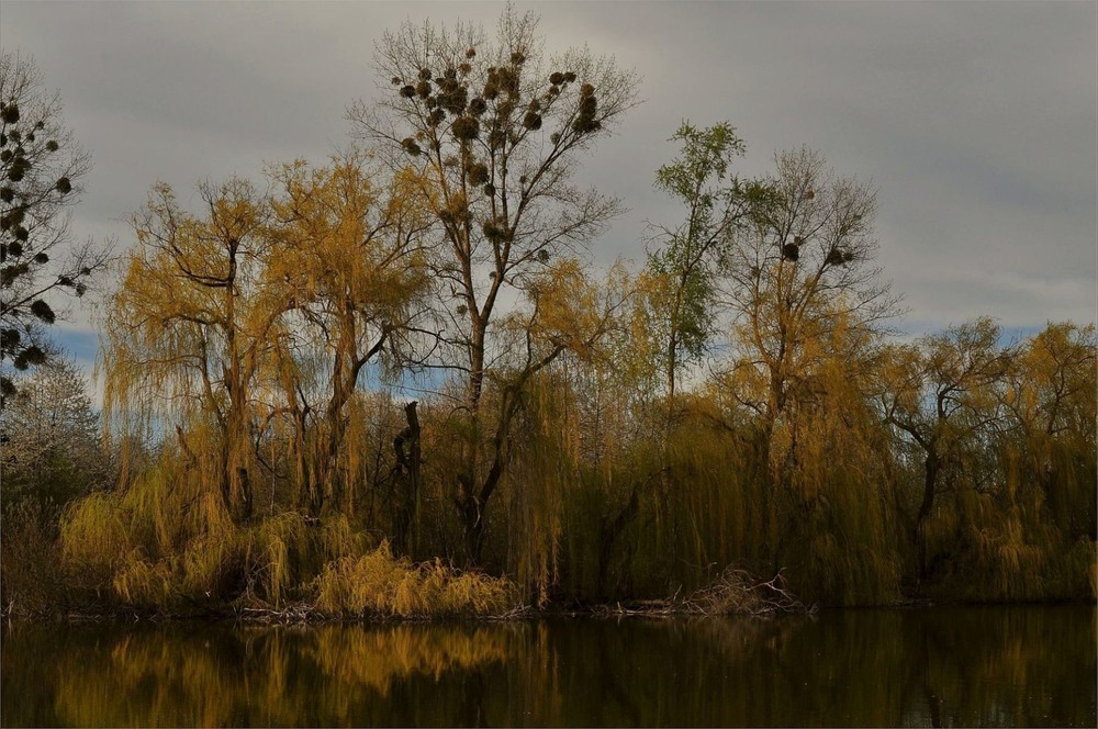 Фотографія Пруды Медвежьего Ушка / Vladimir Khlevniak / photographers.ua