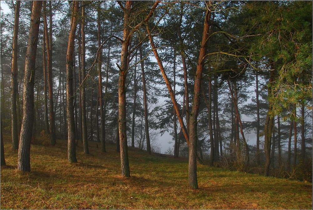 Фотографія Опушка / Vladimir Khlevniak / photographers.ua