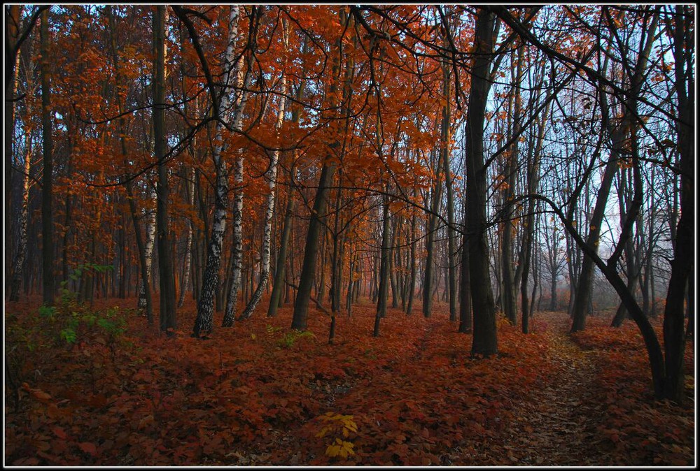 Фотографія Этюд в багровых тонах / Vladimir Khlevniak / photographers.ua