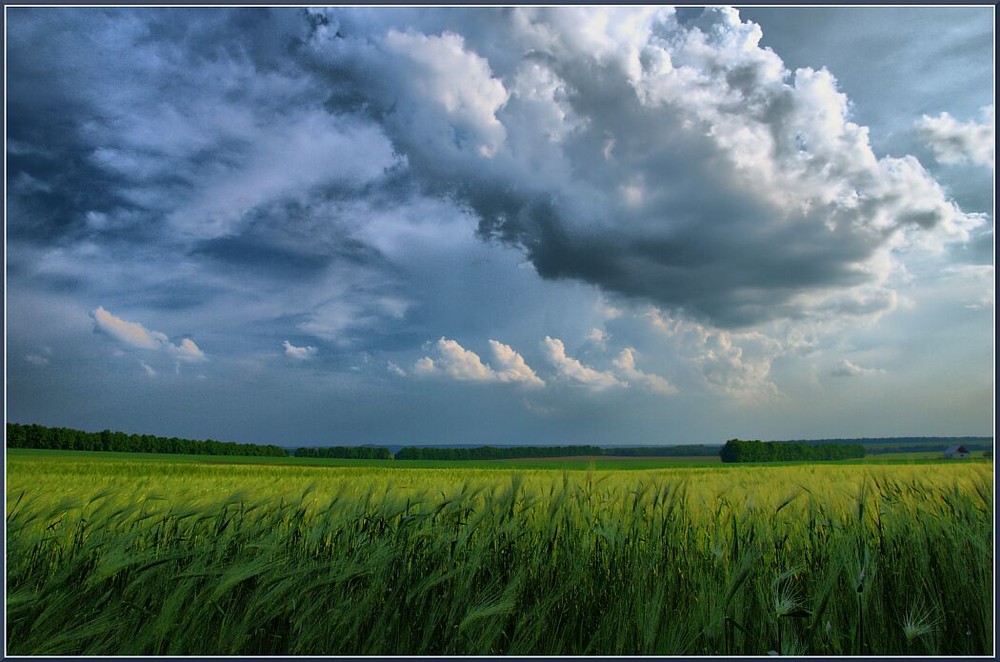Фотографія Вечер над хлебным полем / Vladimir Khlevniak / photographers.ua