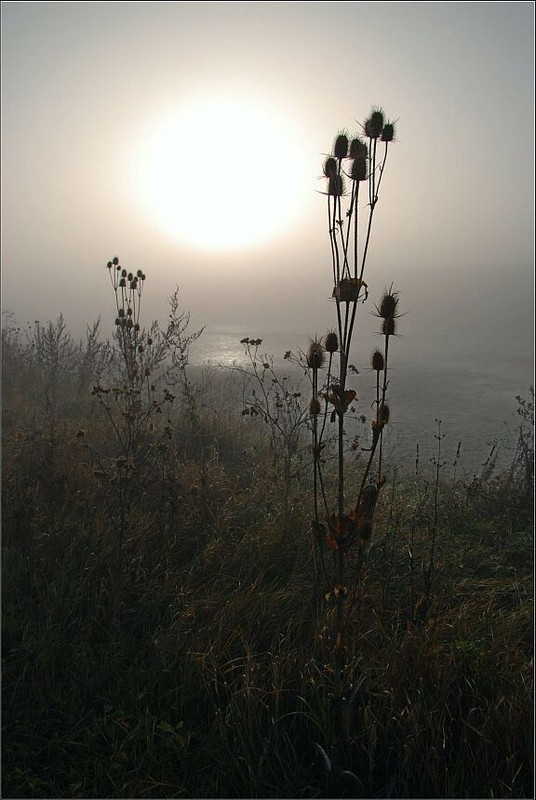 Фотографія Туман и Солнце / Vladimir Khlevniak / photographers.ua
