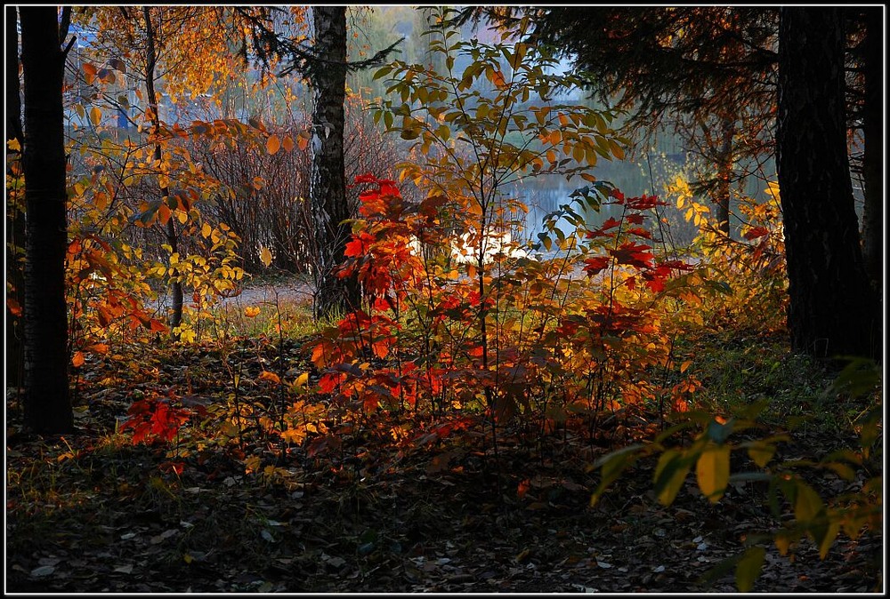 Фотографія Осенние листья / Vladimir Khlevniak / photographers.ua
