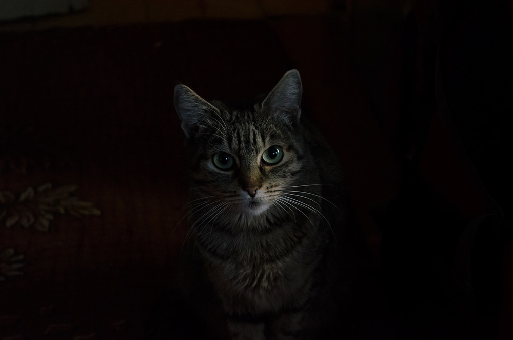 Фотографія Кошка по имени Switch / Igor Smolin / photographers.ua