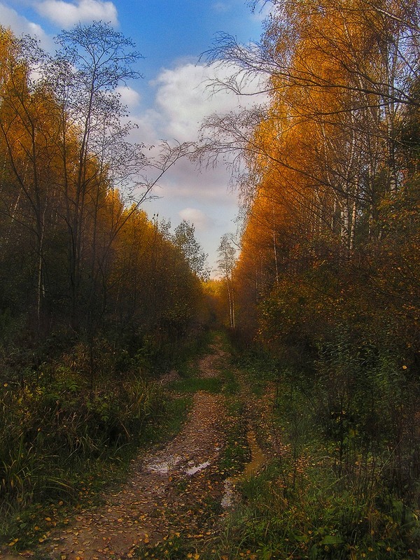 Фотографія Осенний свет, к чему слова... / Taabu / photographers.ua