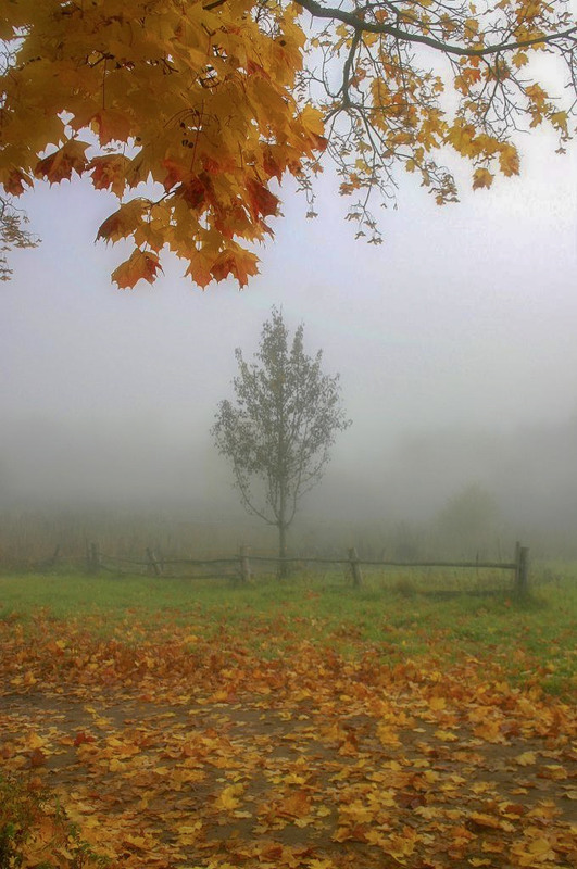 Фотографія Туман-осени печаль... / Taabu / photographers.ua