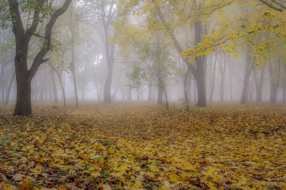 Фотографія Туманная осень... / Taabu / photographers.ua