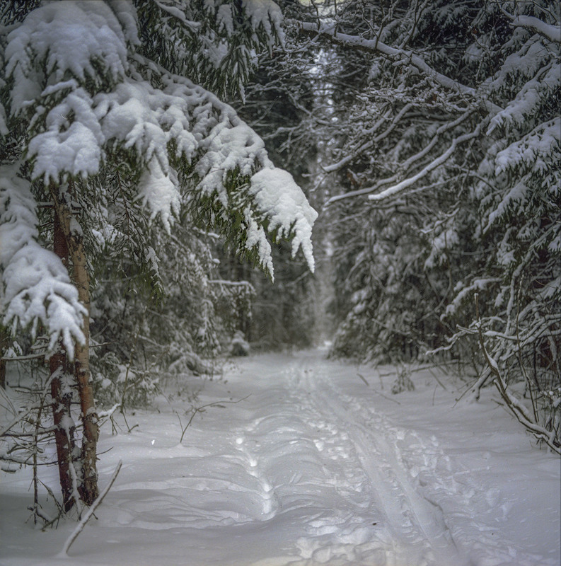 Фотографія Про зиму,лес и лыжню...) / Taabu / photographers.ua