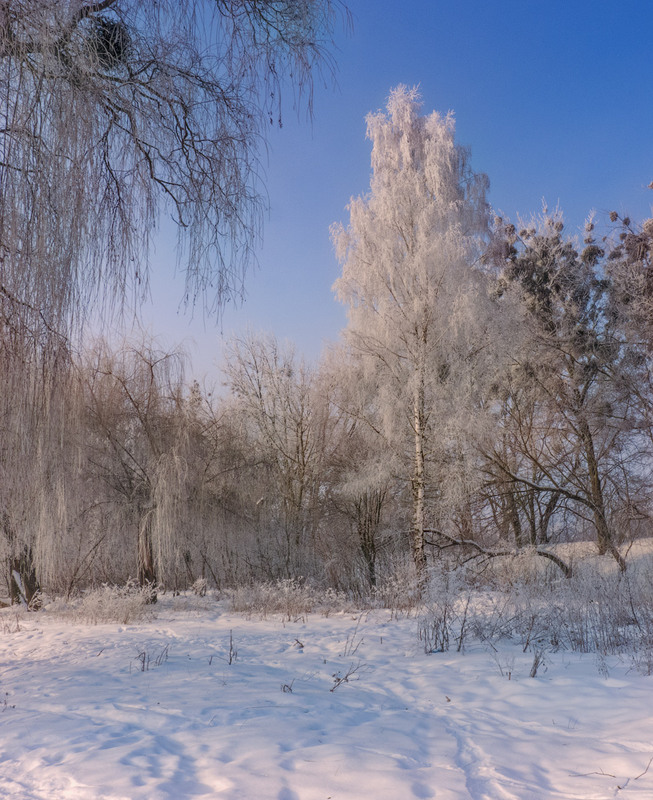 Фотографія Про зиму,утро и берёзку... / Taabu / photographers.ua