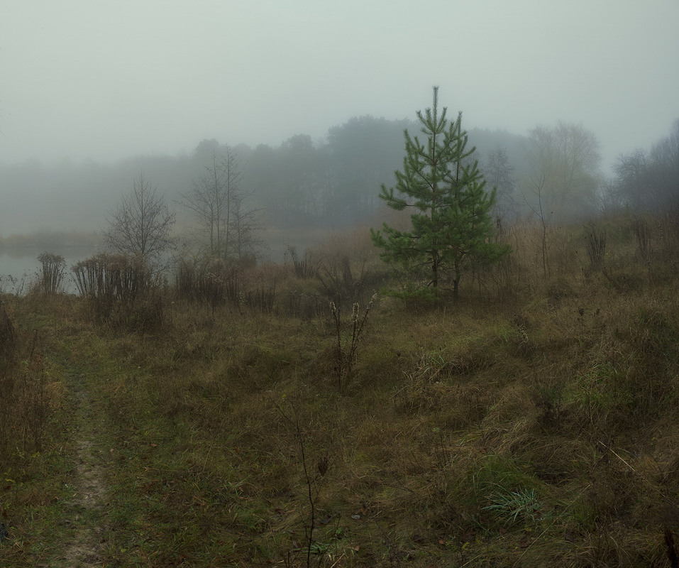 Фотографія Про сосёнок-сестричек, туман у озерка и прошлогоднюю траву... / Taabu / photographers.ua