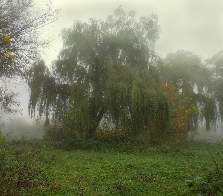 Фотографія Про то, как ива в туман куталась... / Taabu / photographers.ua