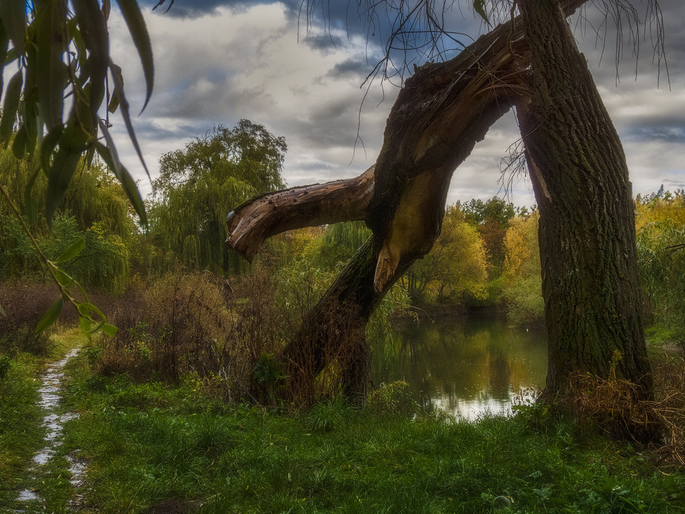 Фотографія Про осень, сломанное дерево и мелкий дождик... / Taabu / photographers.ua