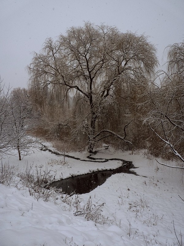 Фотографія Про первый снег и ручеёк,похожий на осьминожку... / Taabu / photographers.ua