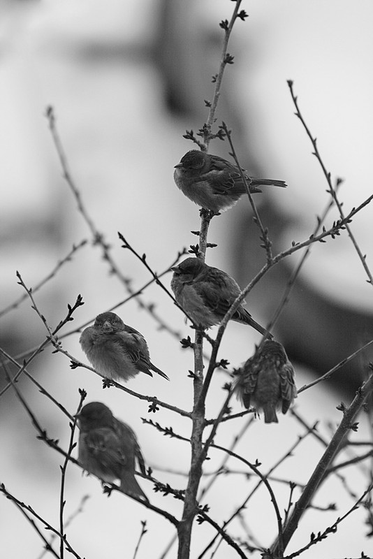 Фотографія "вот чем вам не ёлка?" или "как паркуются воробьи?" / Дмитрий Fangorn Труш / photographers.ua