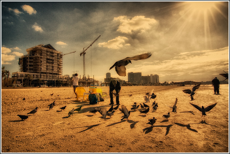 Фотографія Голуби на пляже Тель-Авива / Александр Толчинский / photographers.ua