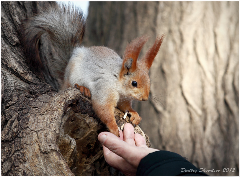 Фотографія Лапопожатие / Дмитрий Скворцов / photographers.ua