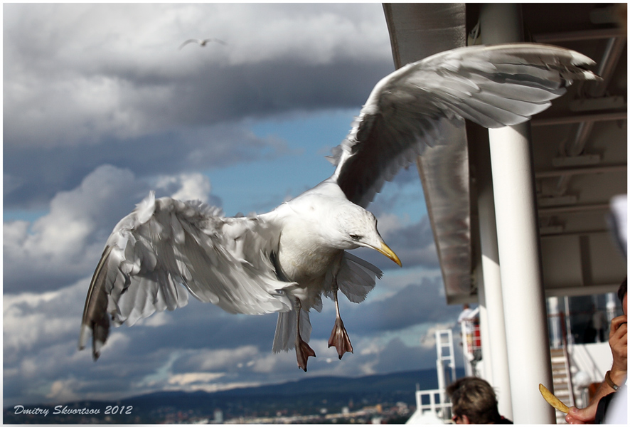 Фотографія Экстренное торможение / Дмитрий Скворцов / photographers.ua