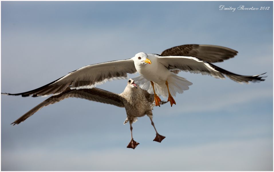 Фотографія Воздушный бой / Дмитрий Скворцов / photographers.ua