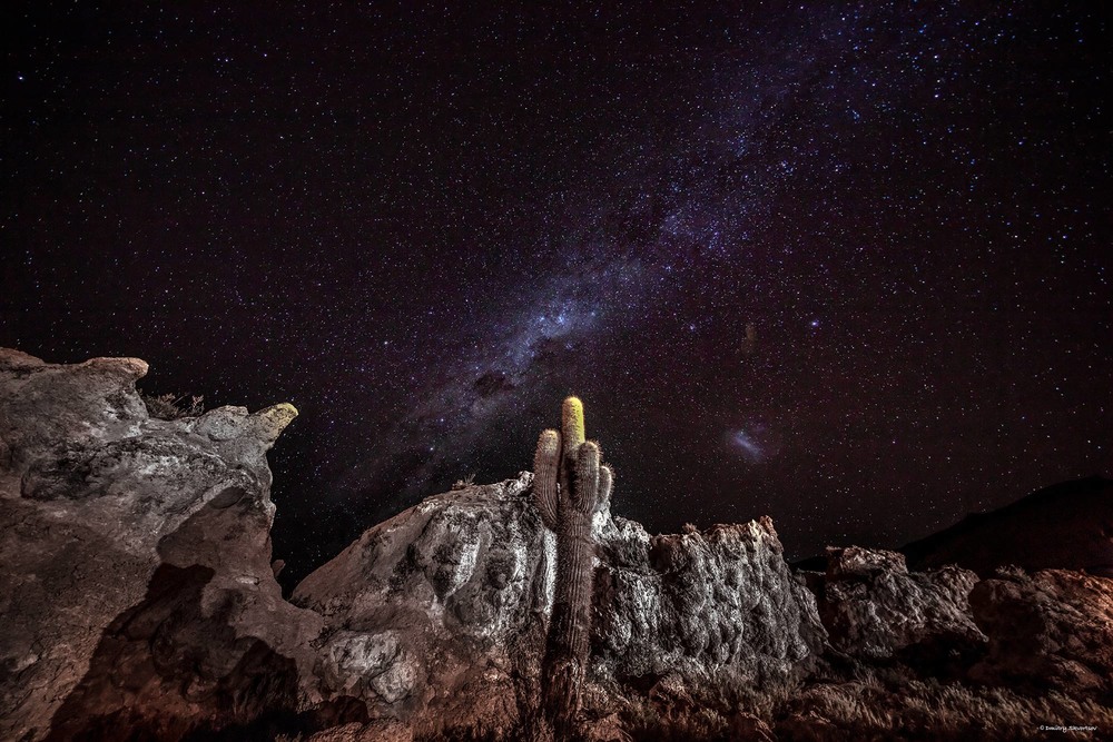 Фотографія Кактусы пустыни Атакама. / Дмитрий Скворцов / photographers.ua