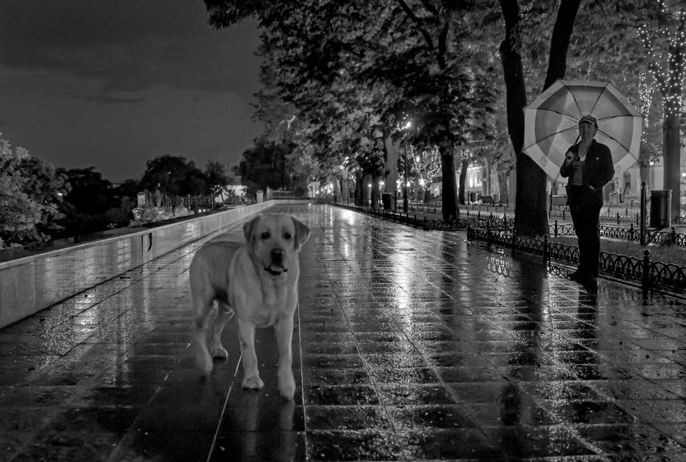 Фотографія Вечерняя прогулка после дождя / Дмитрий Скворцов / photographers.ua