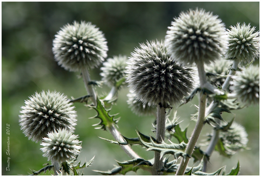 Фотографія Шарики / Дмитрий Скворцов / photographers.ua