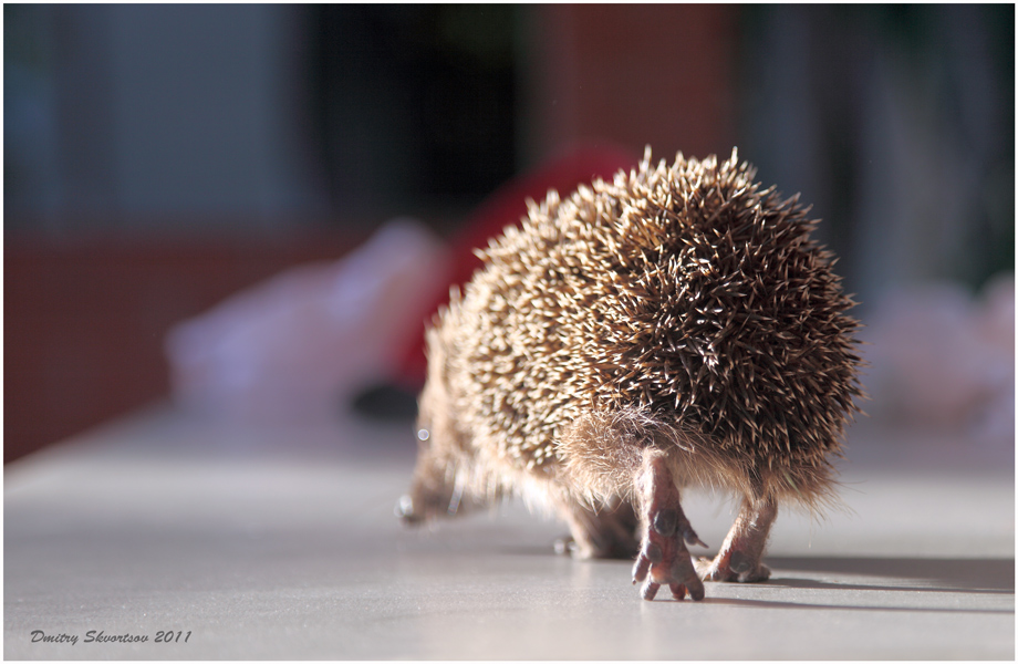 Фотографія I'll be back / Дмитрий Скворцов / photographers.ua