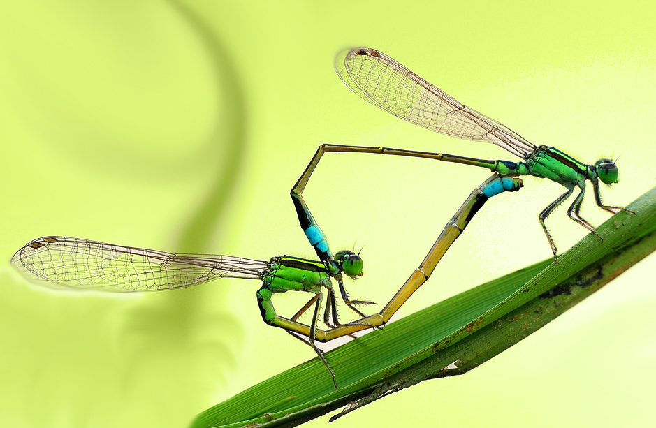 Фотографія LOVE / Ярик / photographers.ua