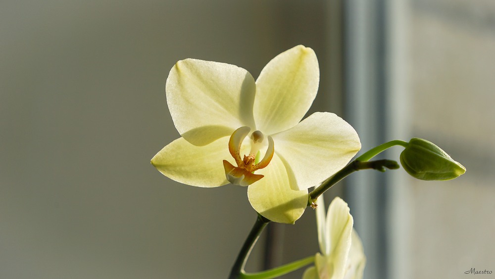 Фотографія Весняна орхідея / Andrii 0111 / photographers.ua