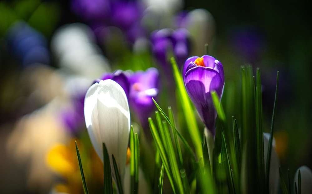 Фотографія Натюрморт / Andrii 0111 / photographers.ua