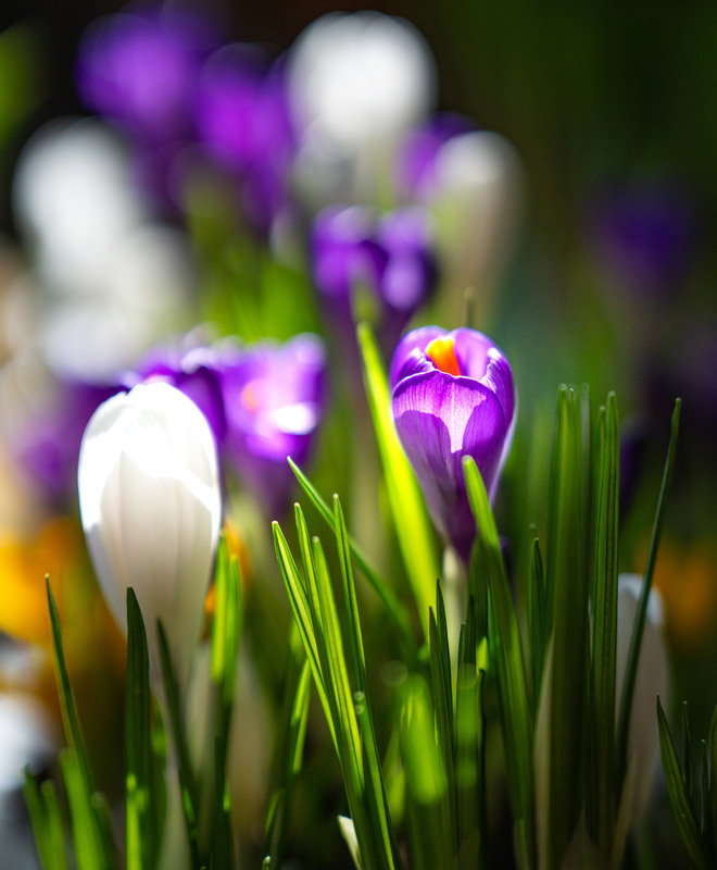 Фотографія Натюрморт / Andrii 0111 / photographers.ua