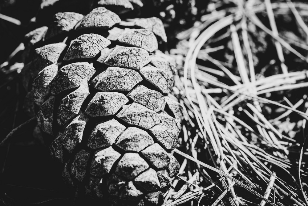 Фотографія Разное / Andrii 0111 / photographers.ua