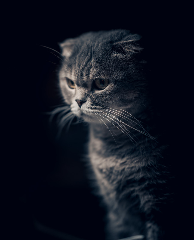 Фотографія Животные / Andrii 0111 / photographers.ua