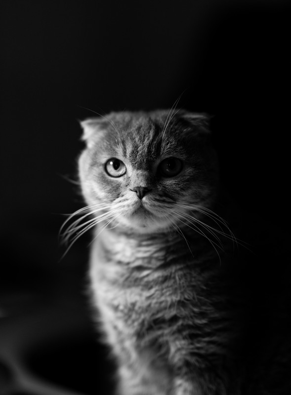 Фотографія Животные / Andrii 0111 / photographers.ua