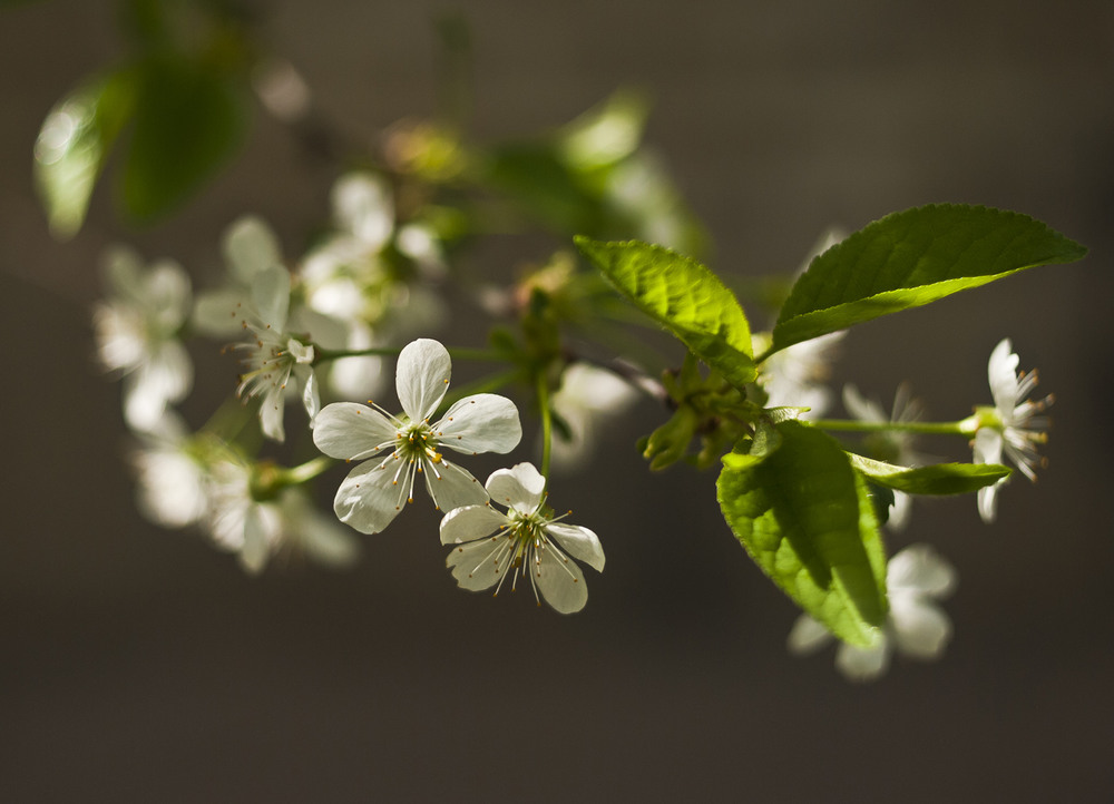 Фотографія Макро / Roman&Marinett / photographers.ua