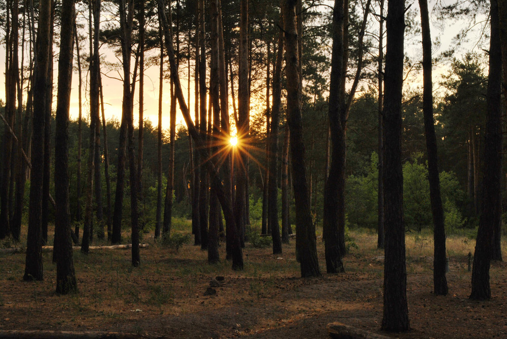 Фотографія Закатный лес / Roman&Marinett / photographers.ua