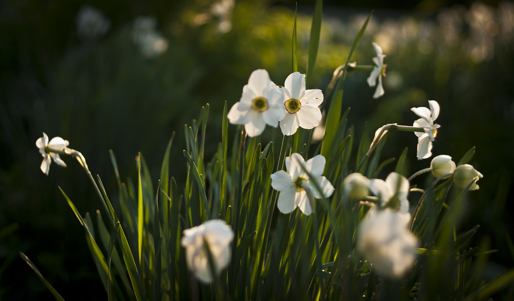 Фотографія Макро / Roman&Marinett / photographers.ua